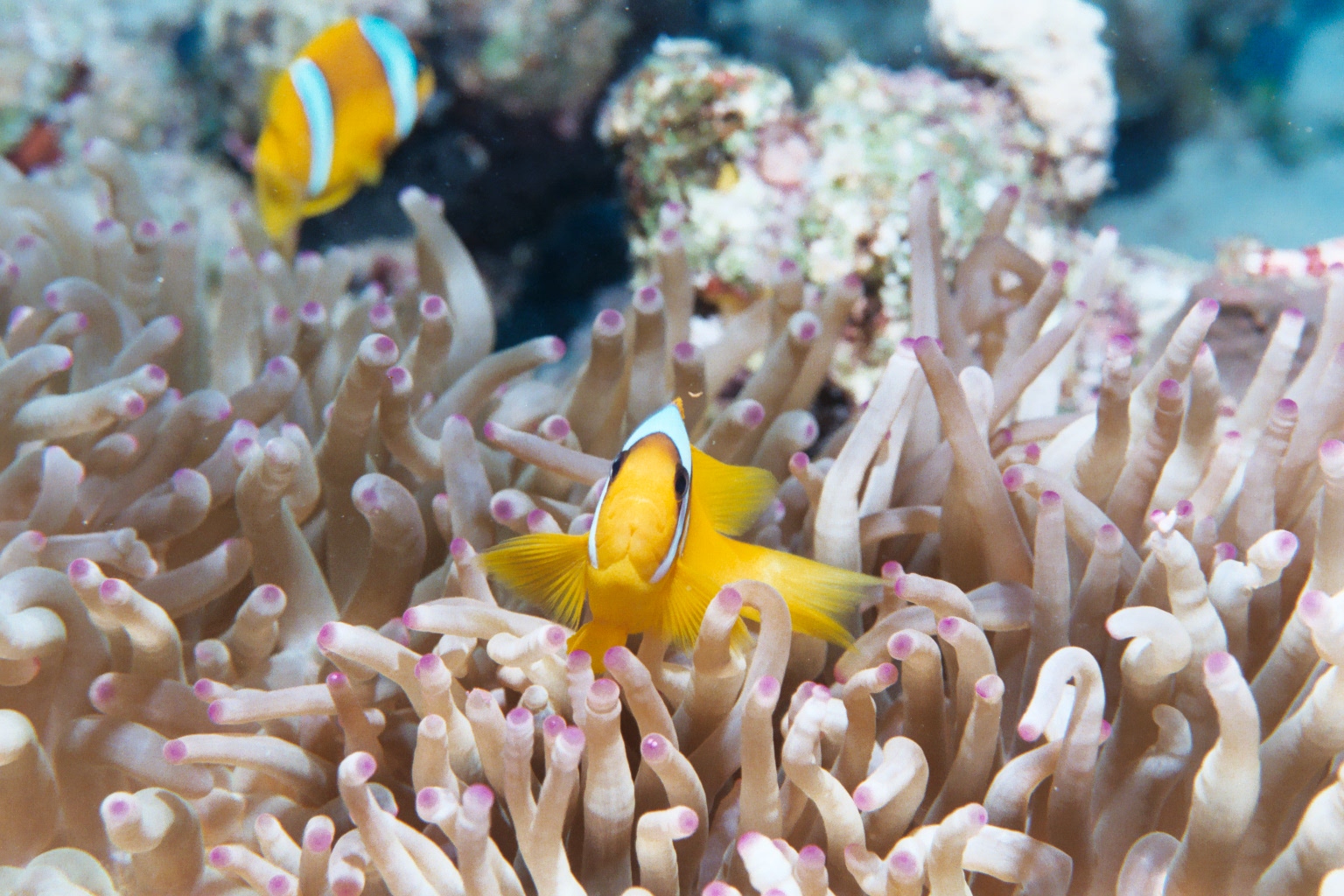 RED SEA